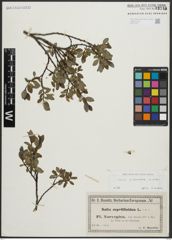 Foto von Salix arbuscula L.